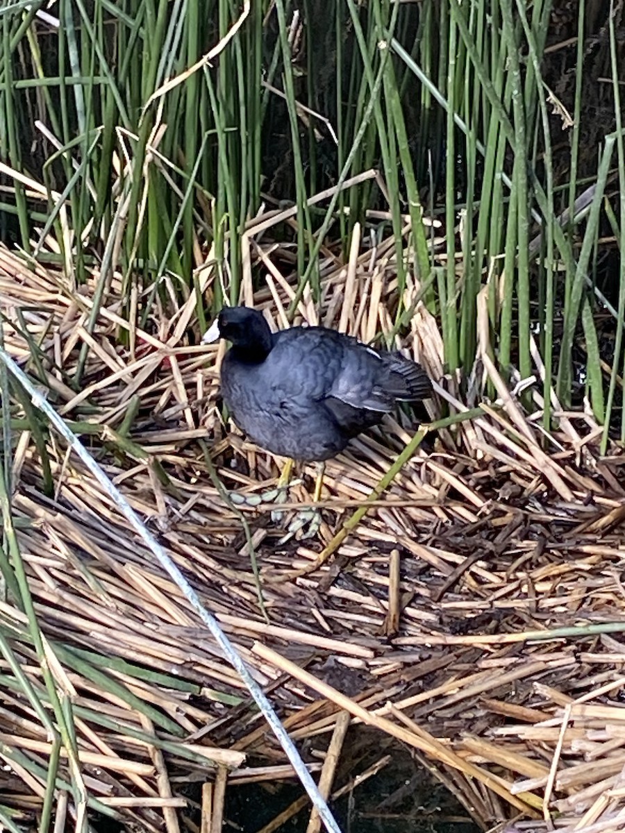 American Coot - Brad Saager
