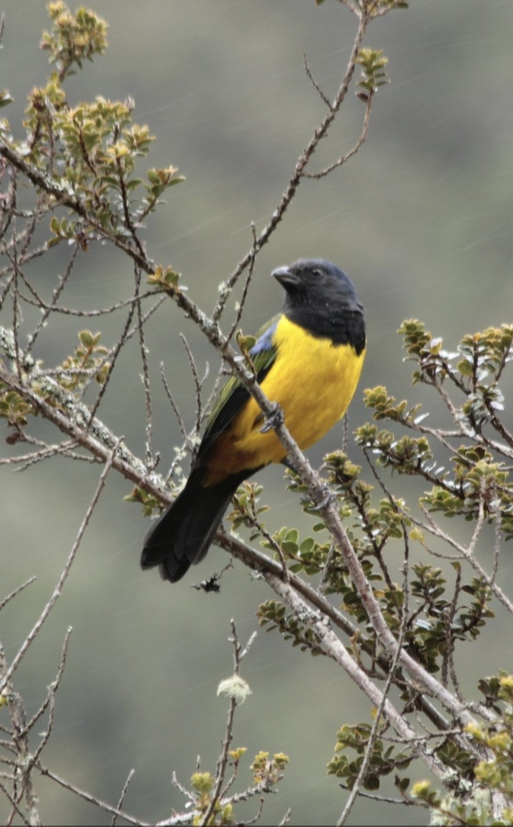 Black-chested Mountain Tanager - William Rivera tapia