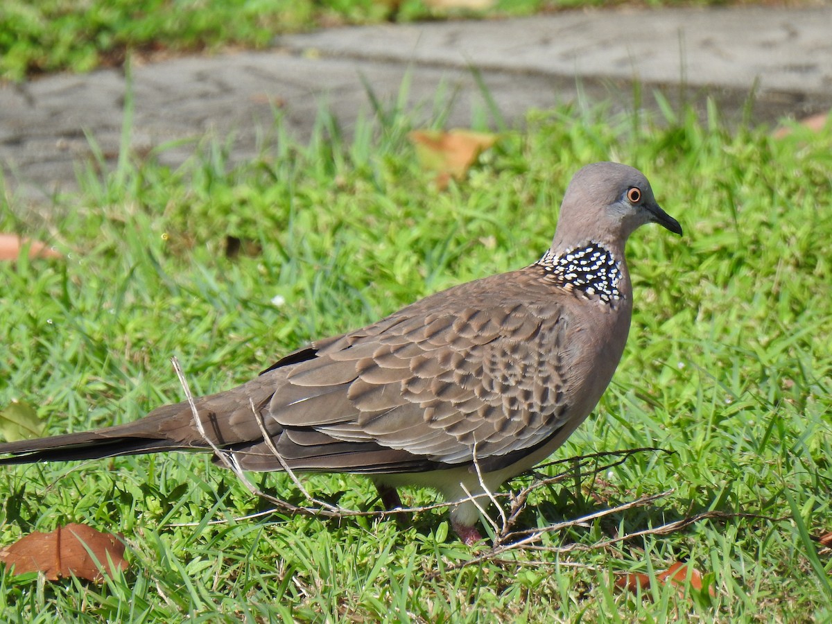 Spotted Dove - ML617995376