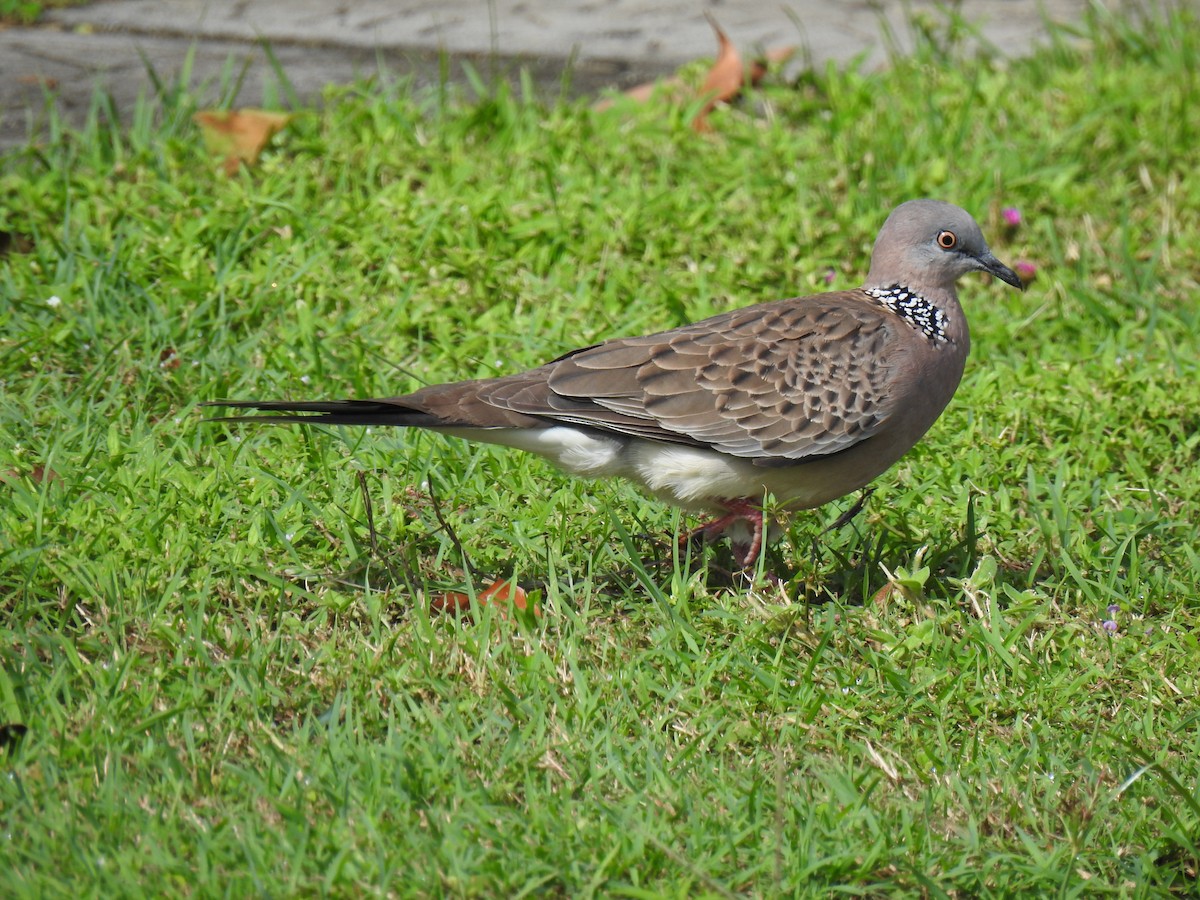 Spotted Dove - ML617995378