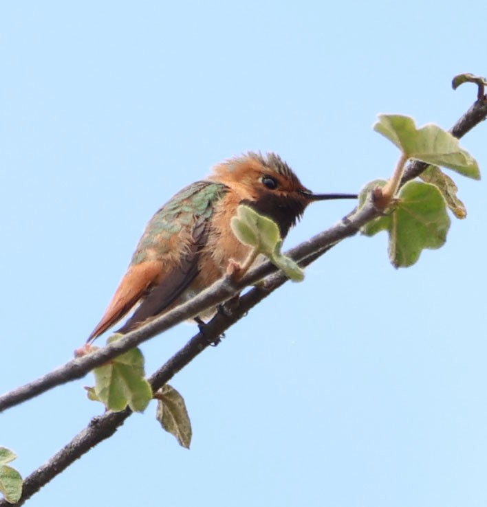 Allen's Hummingbird - Diane Etchison