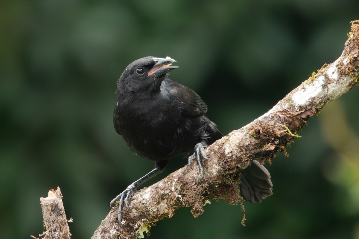 Scrub Blackbird - Paul Molina A