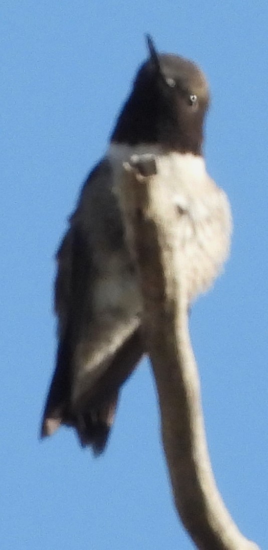 Black-chinned Hummingbird - ML617995449