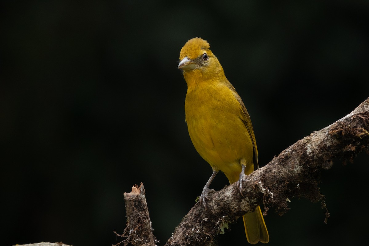 Hepatic Tanager - Paul Molina A