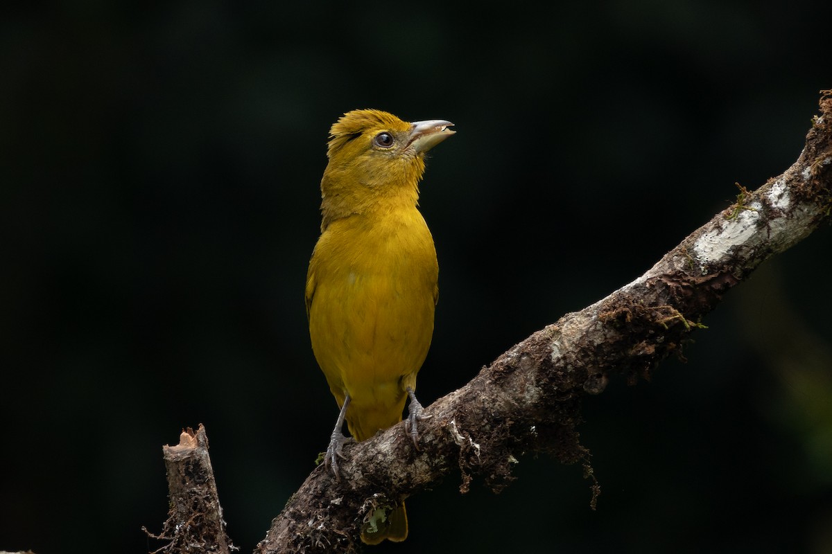 Hepatic Tanager - ML617995462