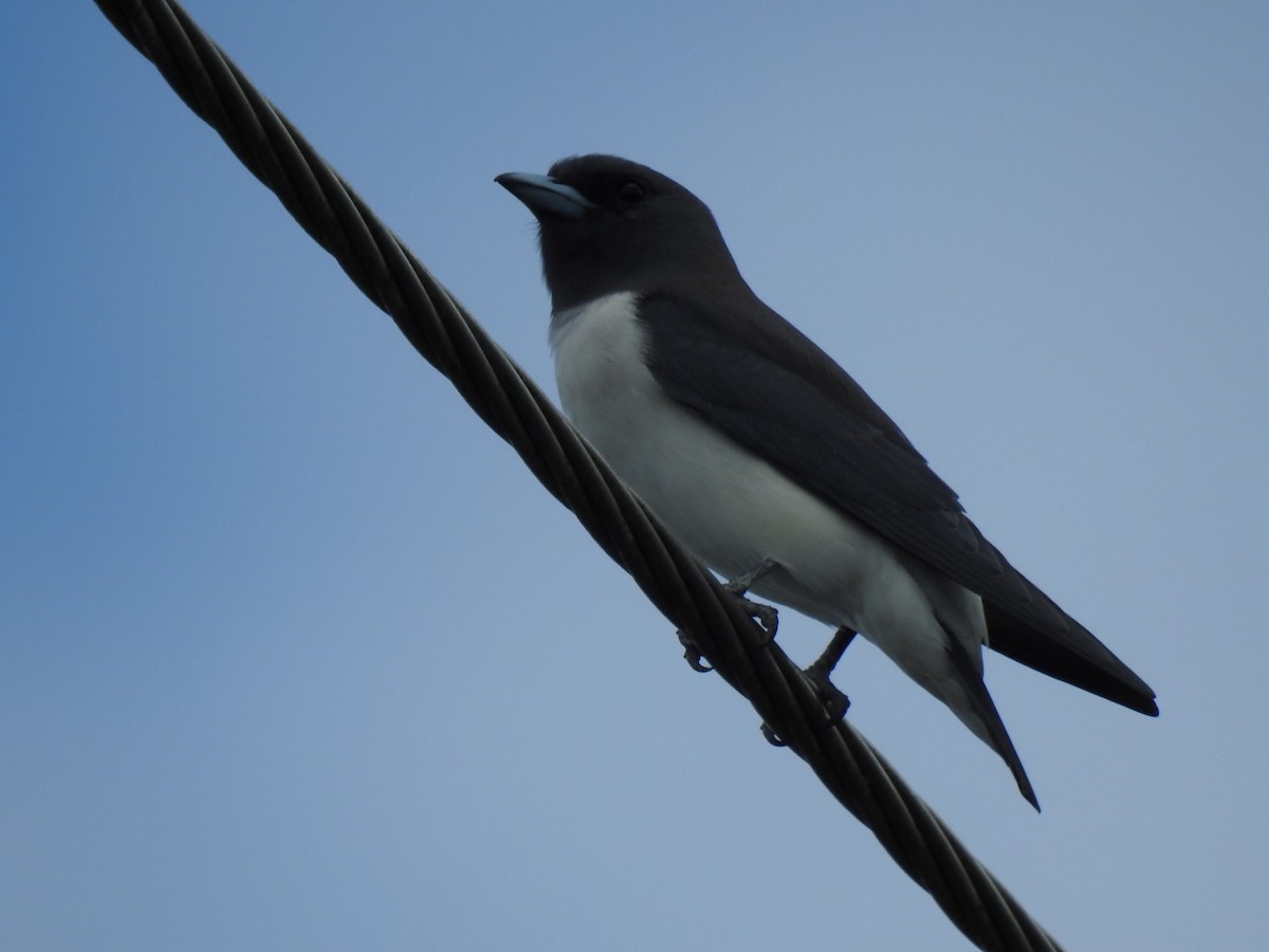 White-breasted Woodswallow - ML617995495