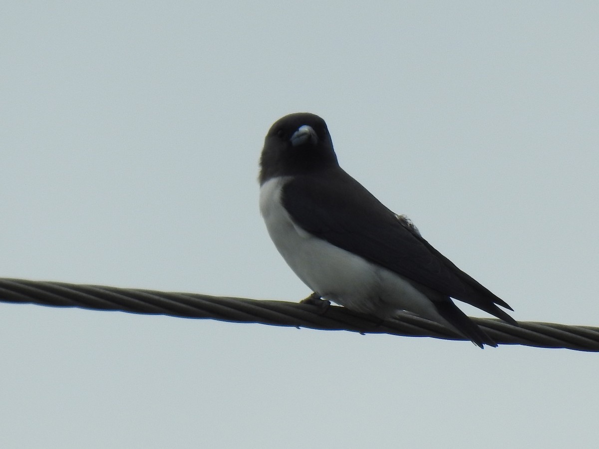 White-breasted Woodswallow - ML617995502