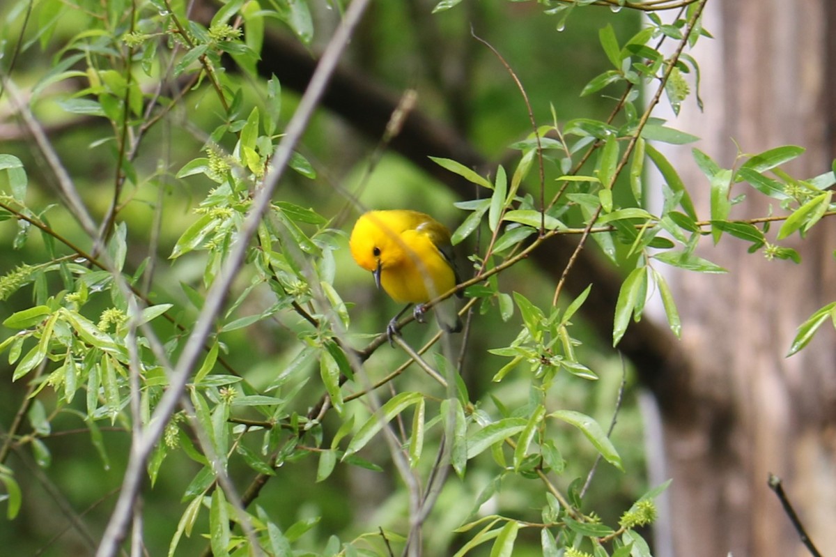 Prothonotary Warbler - ML617995518