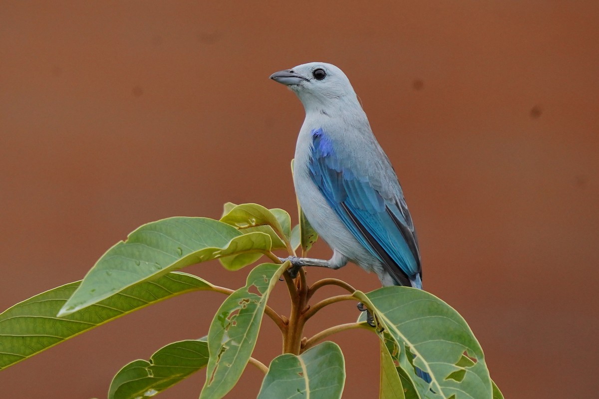 Blue-gray Tanager - ML617995528