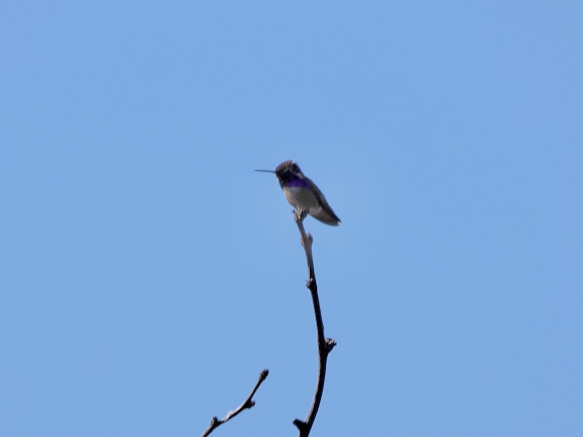 Costa's Hummingbird - Isa Dav