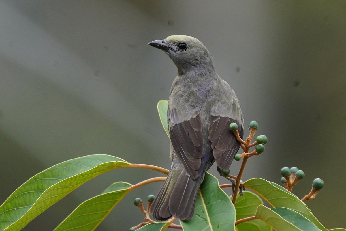 Palm Tanager - ML617995539