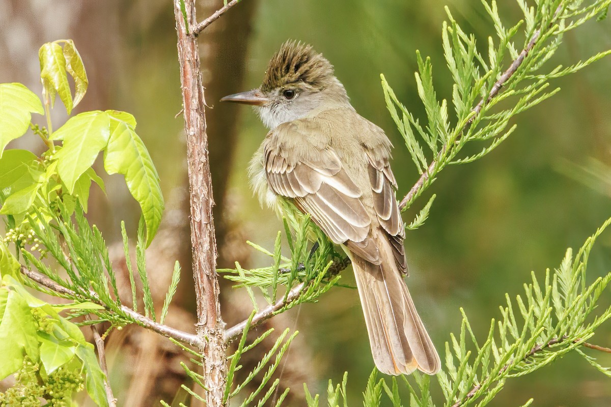 Great Crested Flycatcher - ML617995540
