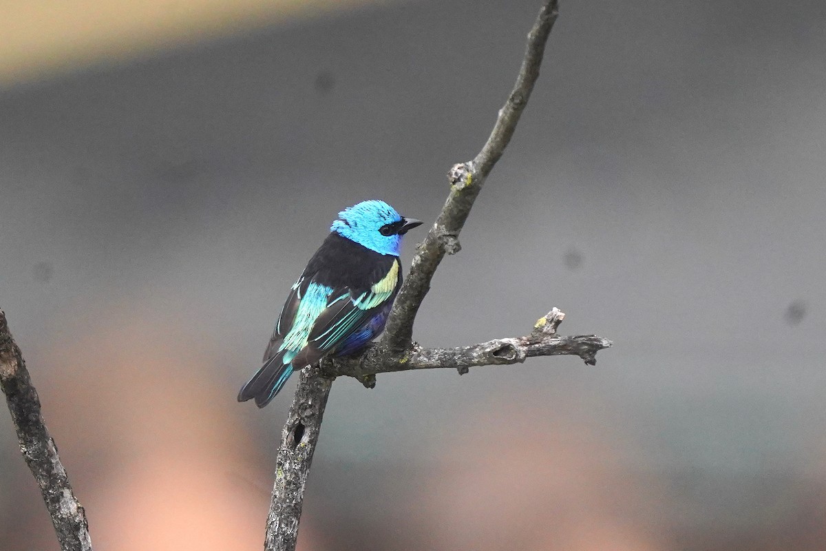 Blue-necked Tanager - ML617995542
