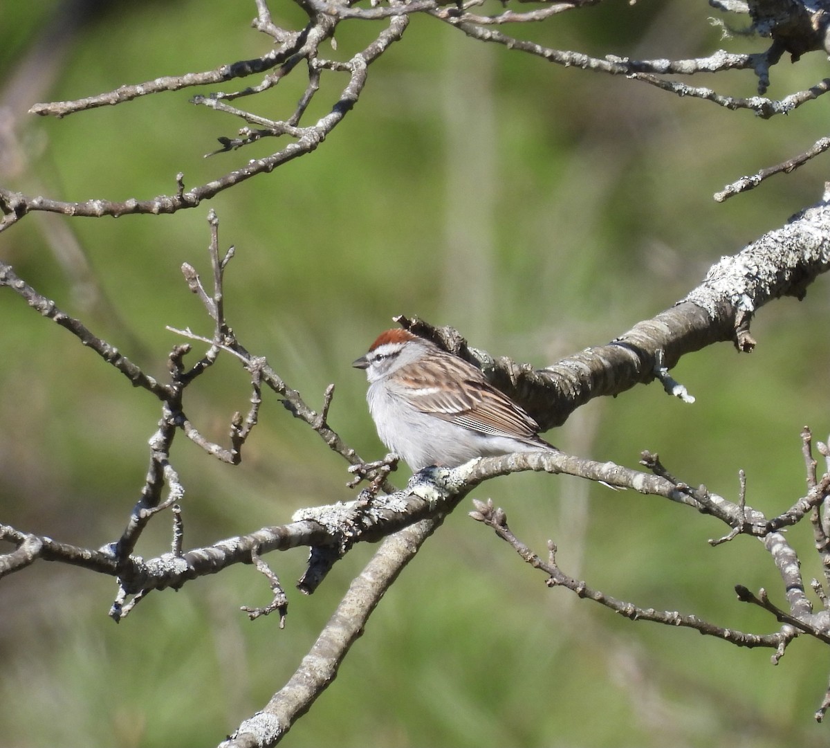 Chipping Sparrow - ML617995547