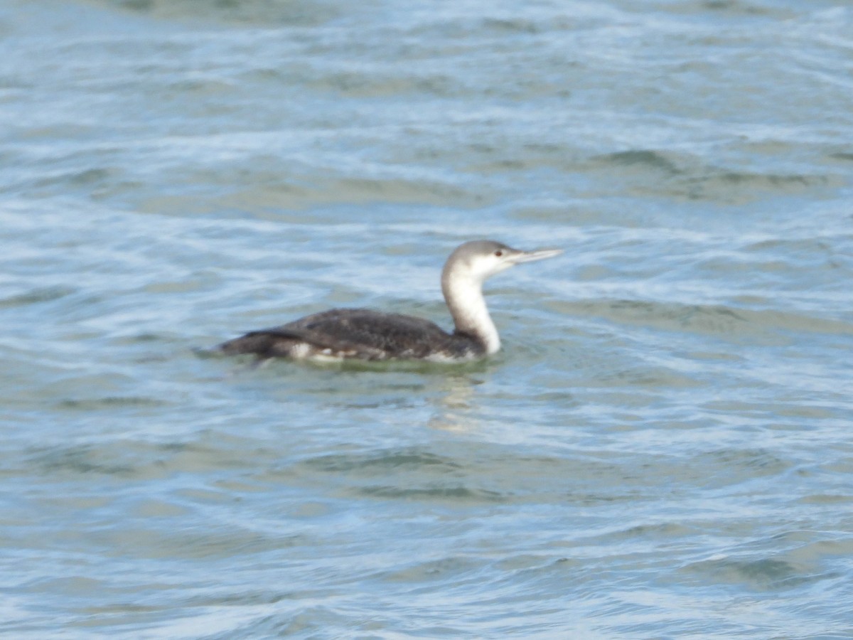 Red-throated Loon - Steve Schuyler