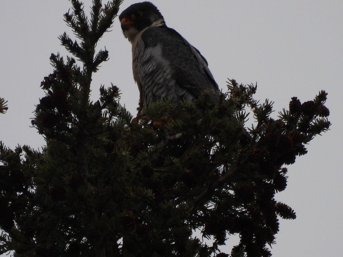 Peregrine Falcon - Myrna Field