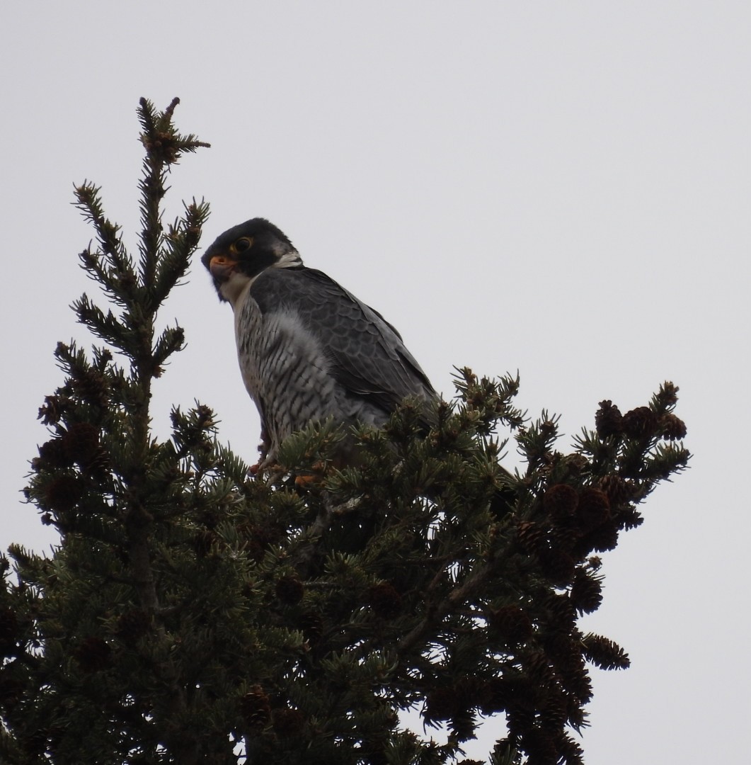Peregrine Falcon - Myrna Field