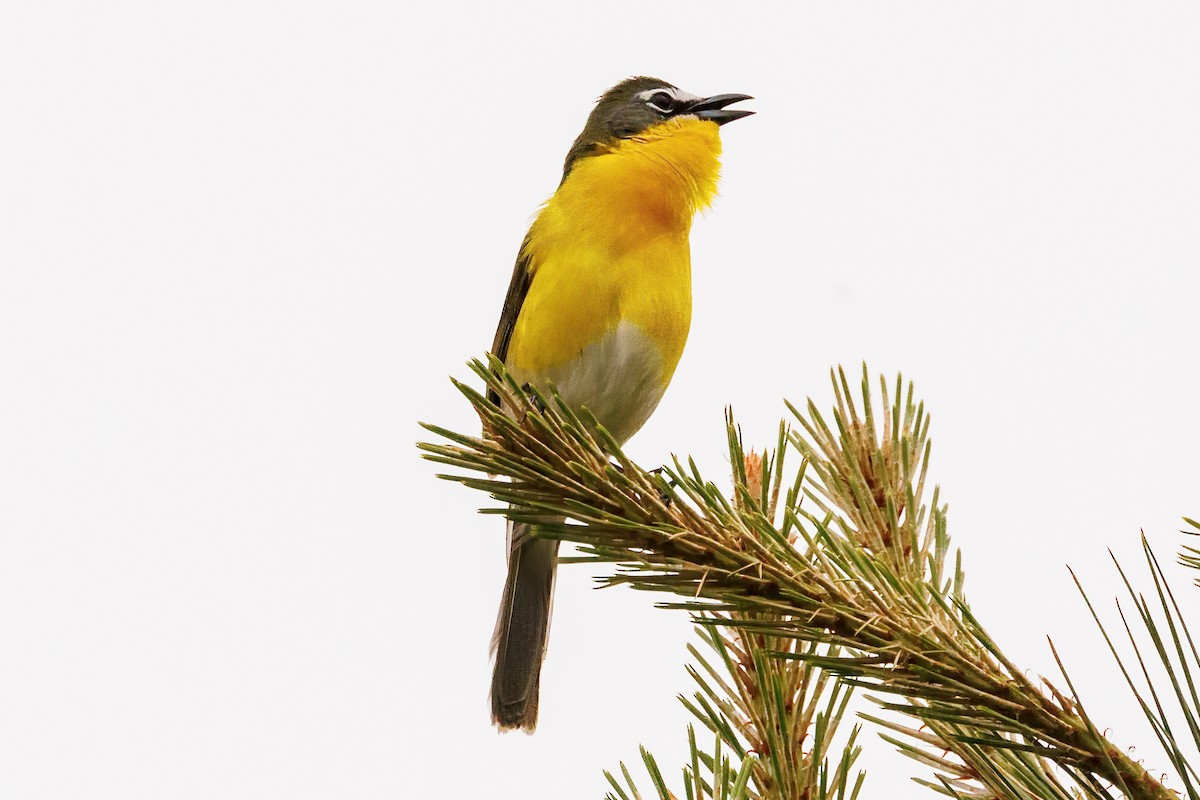 Yellow-breasted Chat - ML617995668