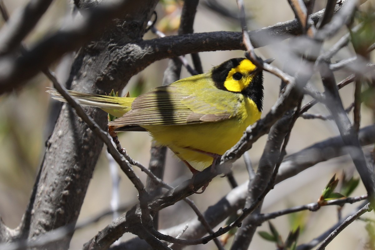 Hooded Warbler - Grant Frost