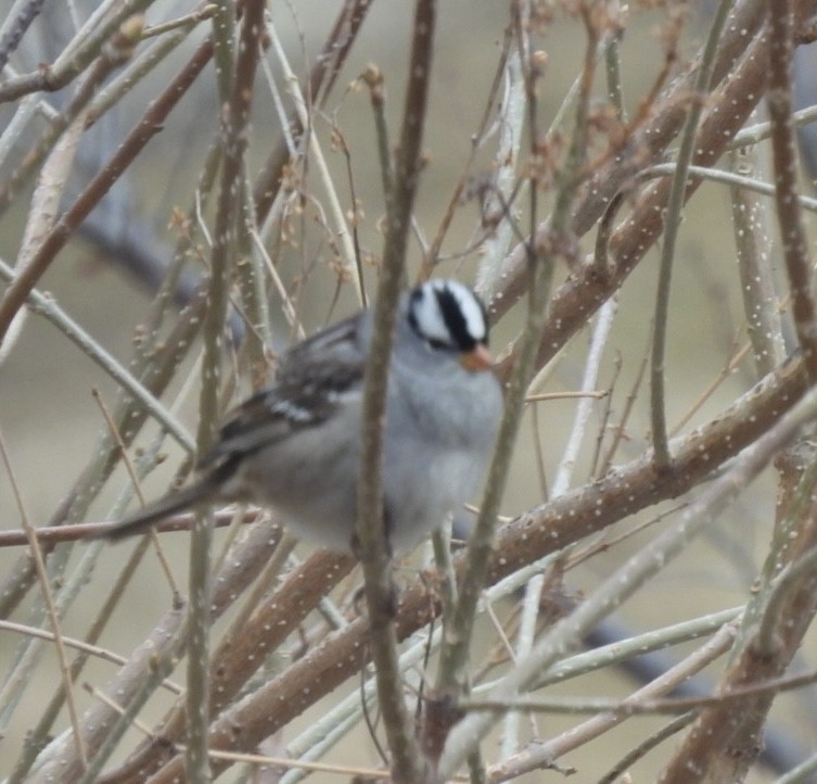 White-crowned Sparrow - ML617995694