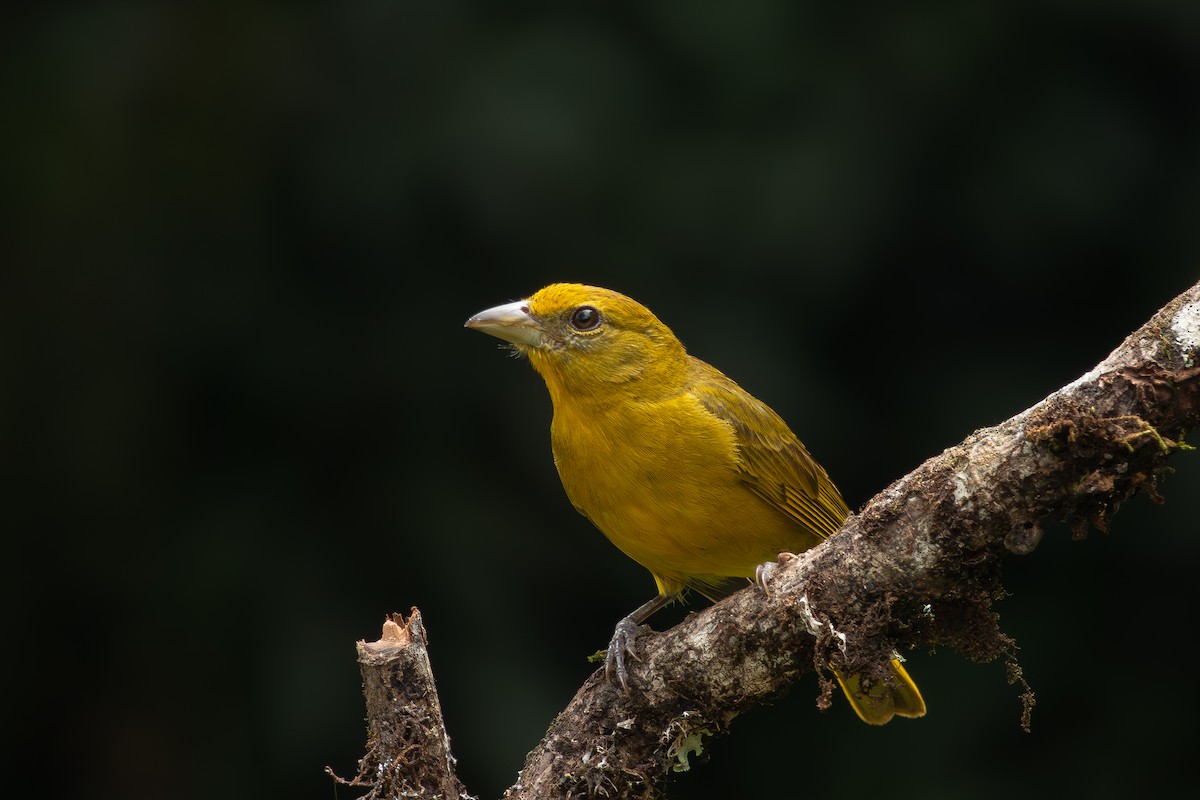 Hepatic Tanager - Paul Molina A
