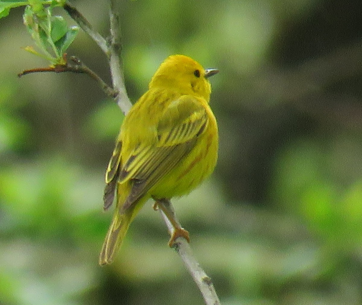 Yellow Warbler - Pam Otley