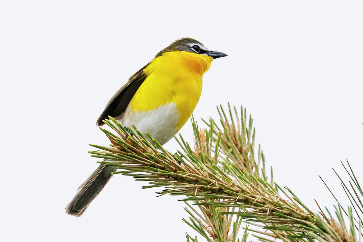 Yellow-breasted Chat - ML617995776