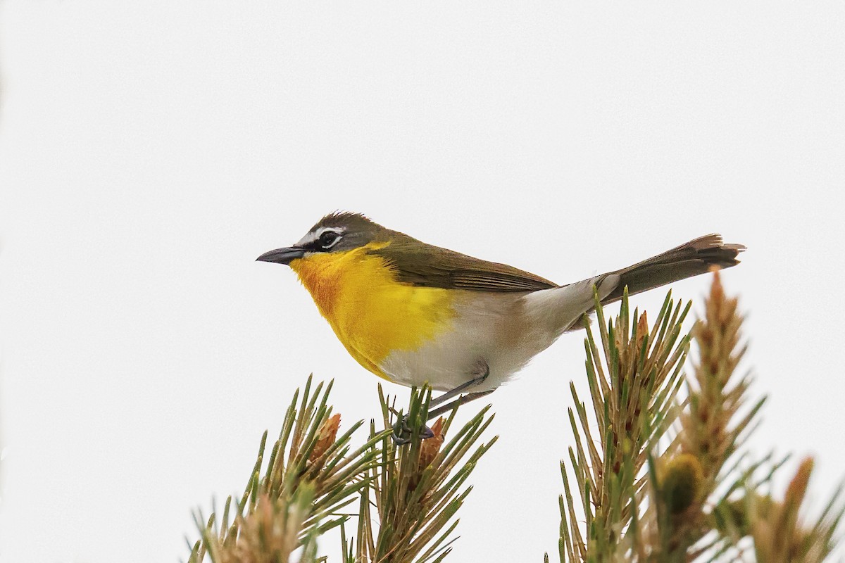 Yellow-breasted Chat - ML617995777