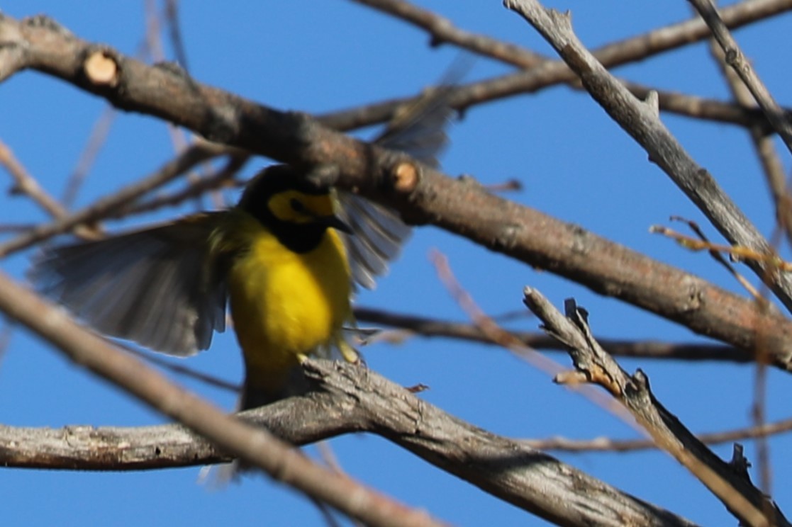 Hooded Warbler - Grant Frost