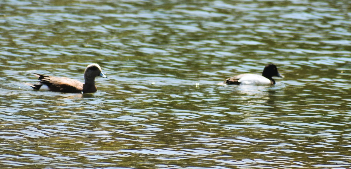 Greater Scaup - ML617995848