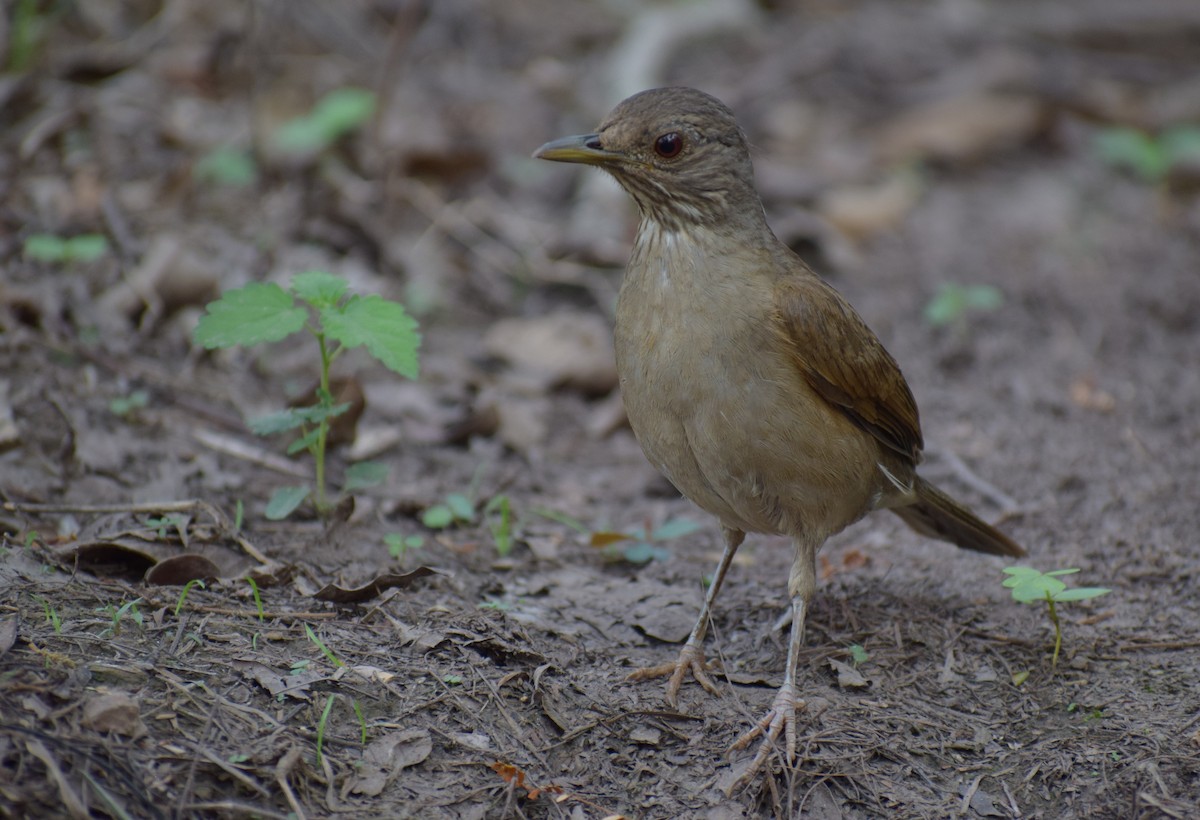 Pale-breasted Thrush - ML617995854