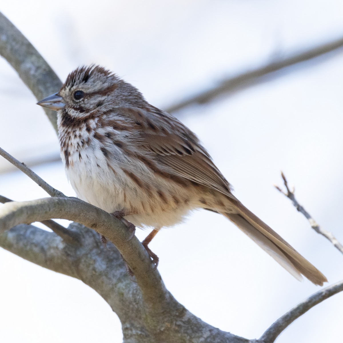 Song Sparrow - Mary McKitrick