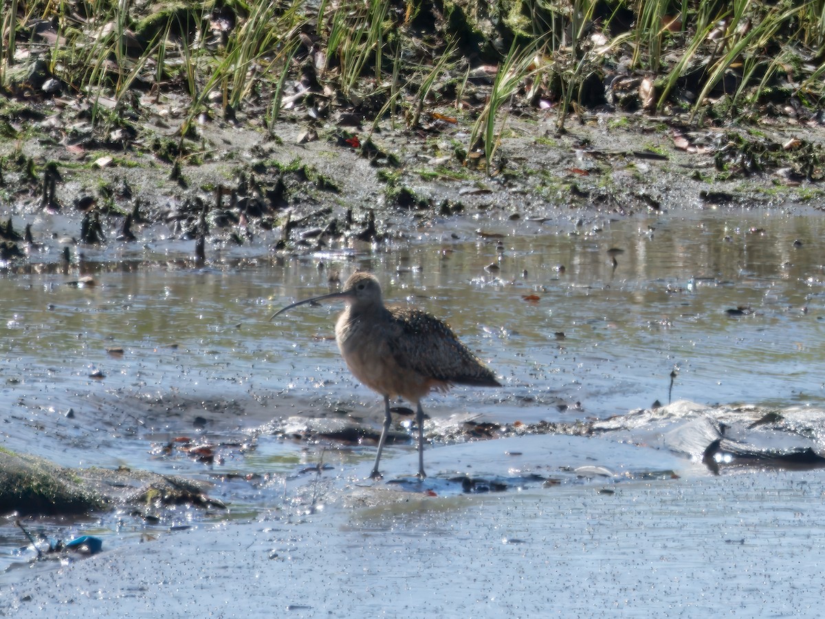 Long-billed Curlew - ML617995876