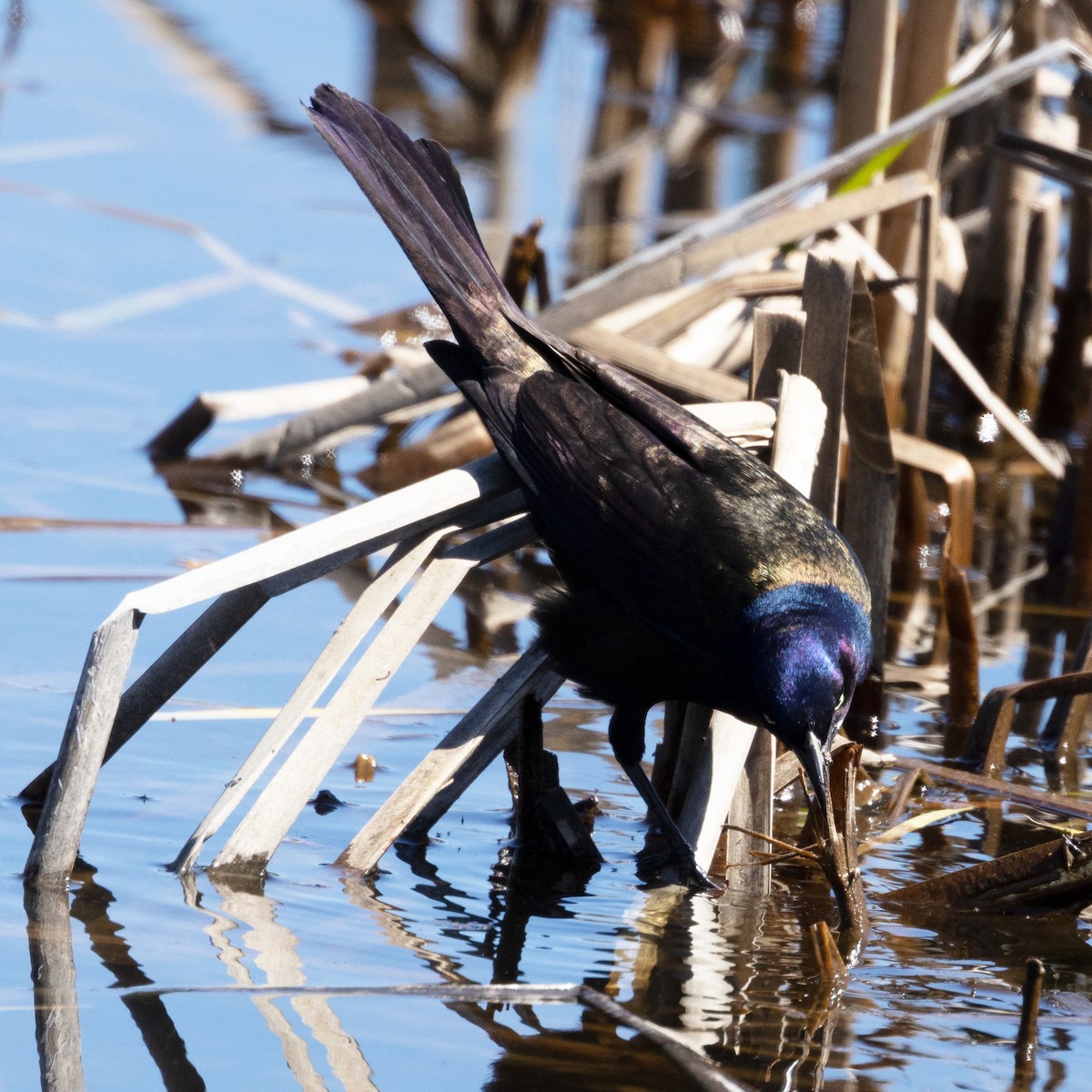 Common Grackle - Mary McKitrick