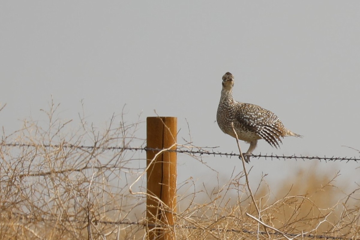 Sharp-tailed Grouse - Grant Frost