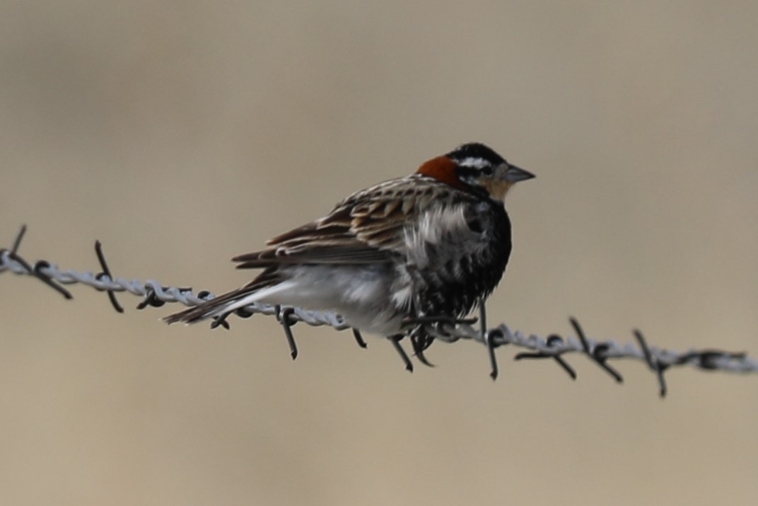 Chestnut-collared Longspur - Grant Frost
