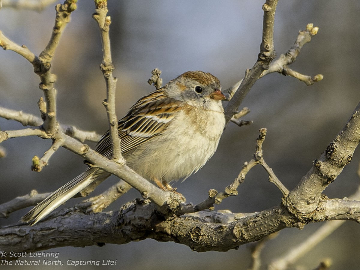 Field Sparrow - Scott Luehring
