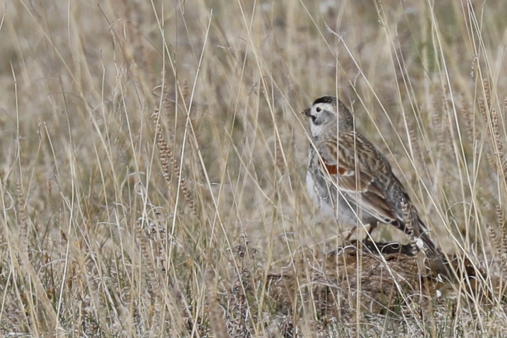 Thick-billed Longspur - ML617996007