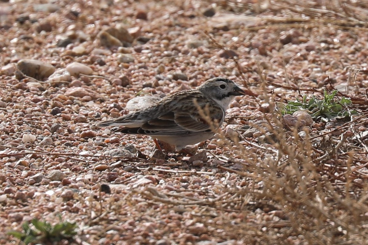 Thick-billed Longspur - Grant Frost