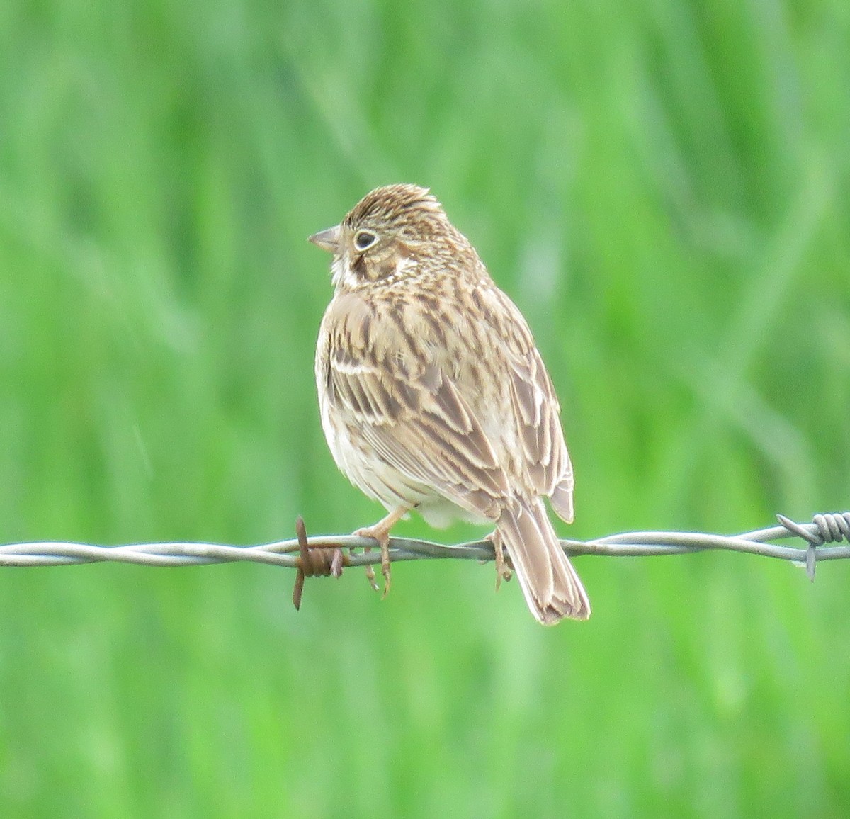 Vesper Sparrow - Pam Otley