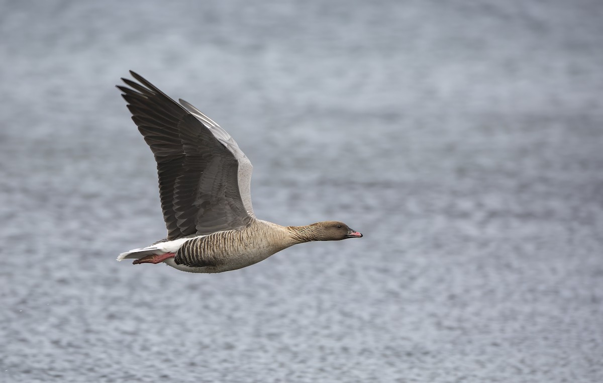 Pink-footed Goose - Vernon Buckle