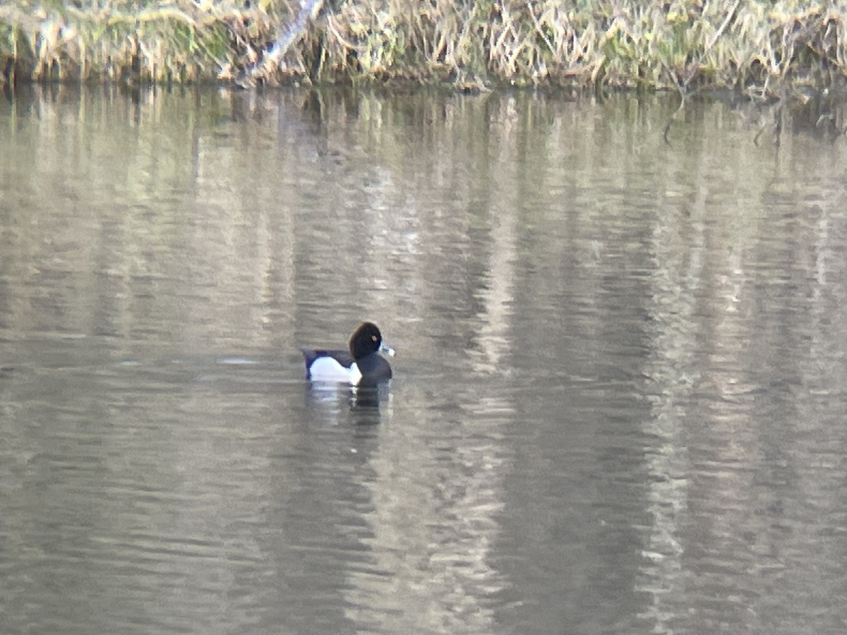 Ring-necked Duck - Dolores rugg