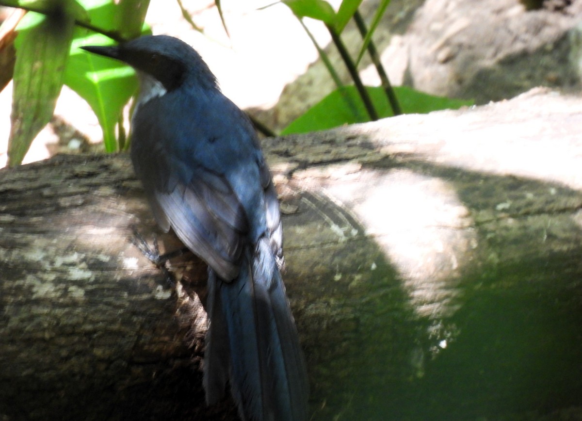 Blue-and-white Mockingbird - ML617996180