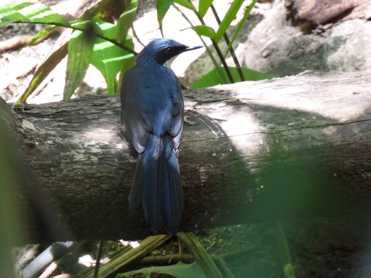 Blue-and-white Mockingbird - ML617996181