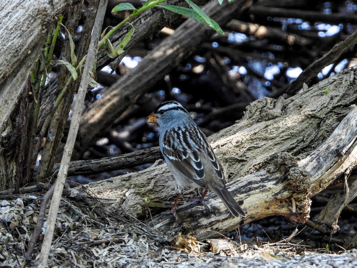 White-crowned Sparrow - ML617996277