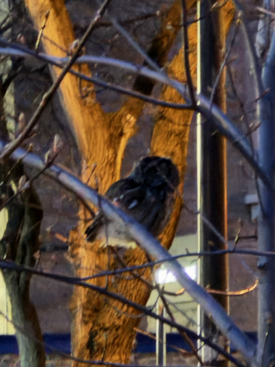 Eastern Screech-Owl - Stephane Demers