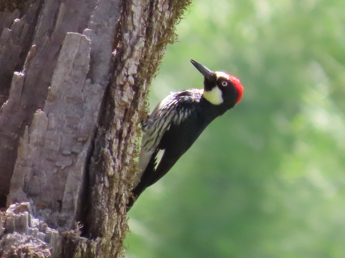 eBird Checklist - 26 Apr 2024 - Rasmussen Ranch - 7 species