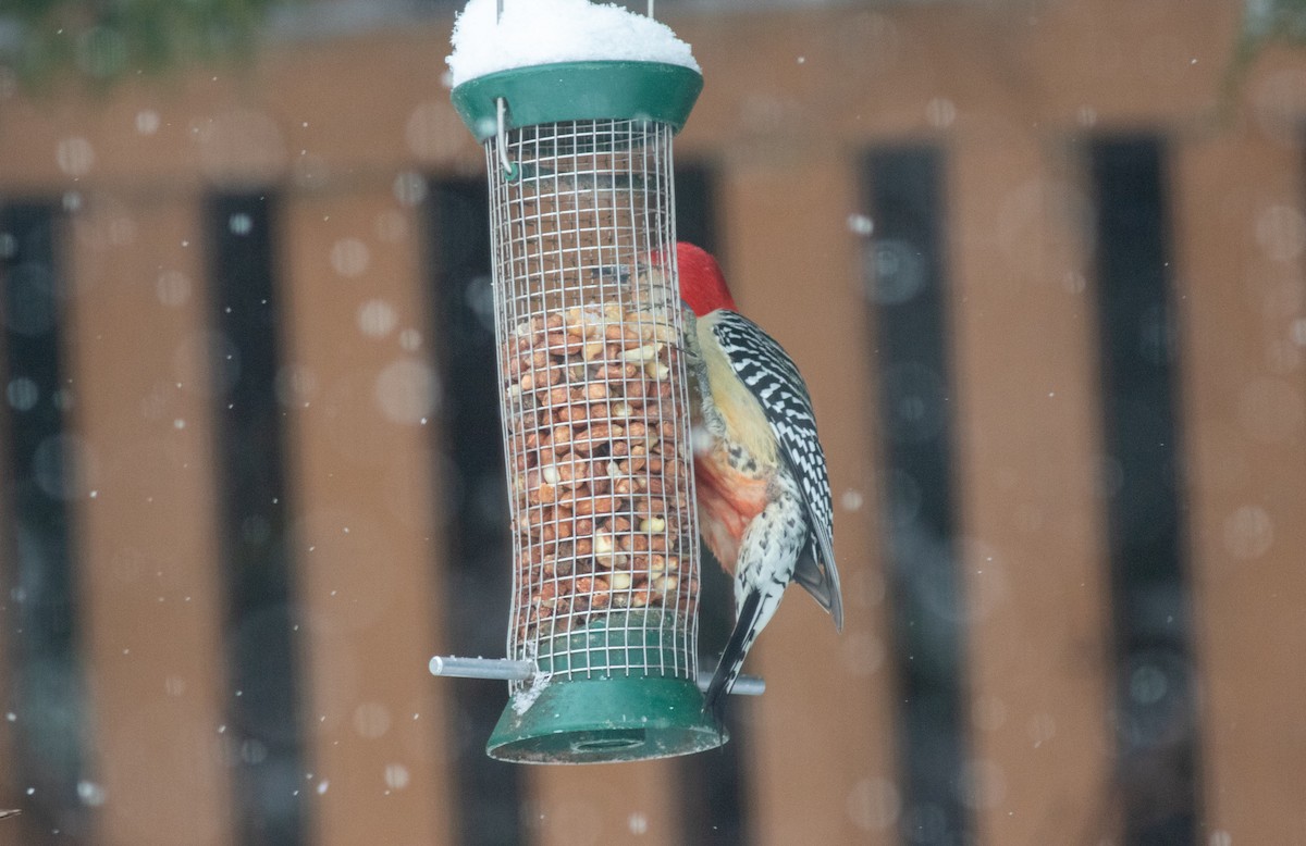 Red-bellied Woodpecker - Brian Quindlen