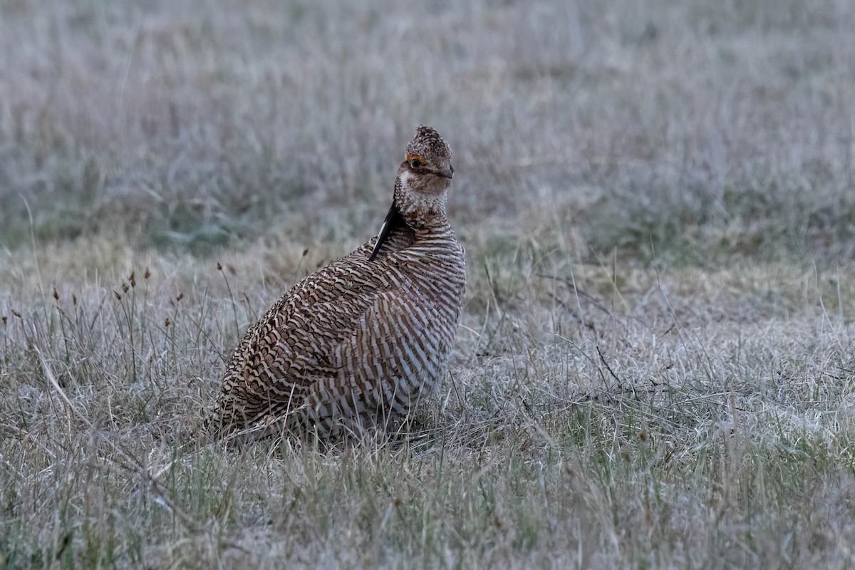 Lesser Prairie-Chicken - ML617996343