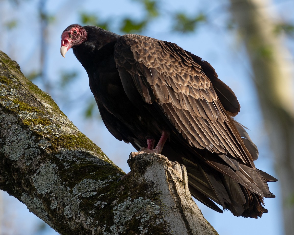 Turkey Vulture - ML617996345